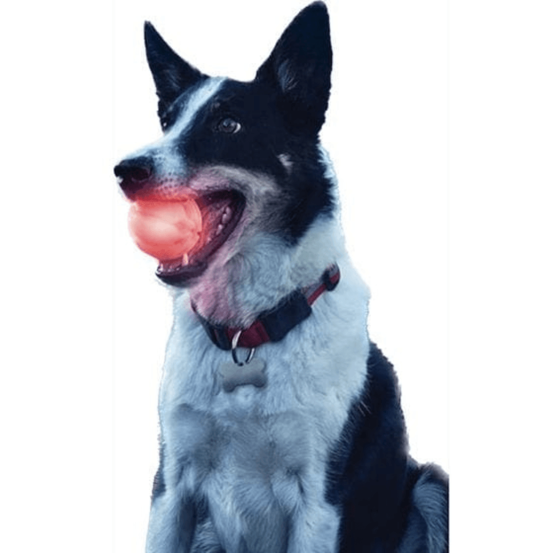 MyPawsomePets™ Bright Bounce Ball